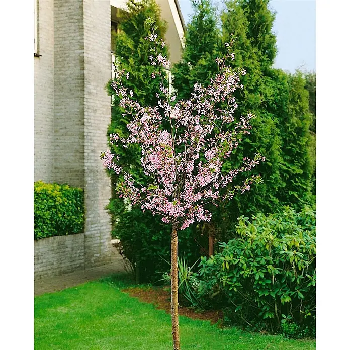 Pflanzen für dich Zierkirsche Kurilenkirsche - Prunus kurilensis 'Ruby', Aktuelle Wuchshöhe: 80 cm - 100 cm, Weiß - Ein schlanker Baum mit einem Stamm, der reichlich kleine rosa Blüten trägt, steht auf einem grünen Rasen.
