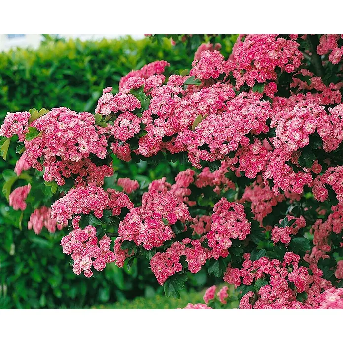 Pflanzen für dich Zierkirsche 60-100 cm - Crataegus laevigata 'Paul's Scarlet', Aktuelle Wuchshöhe: 60 cm - 100 cm, Rot - Dichte Büschel kleiner, leuchtend pinker Blüten an einem blühenden Strauch mit grünem Laub.
