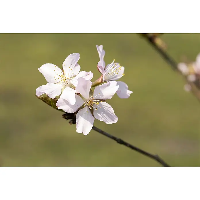 Pflanzen für dich Zierkirsche Kurilenkirsche - Prunus kurilensis 'Ruby', Aktuelle Wuchshöhe: 80 cm - 100 cm, Weiß - Mehrere zarte hellrosa Blüten mit gelben Zentren blühen an einem braunen Ast.