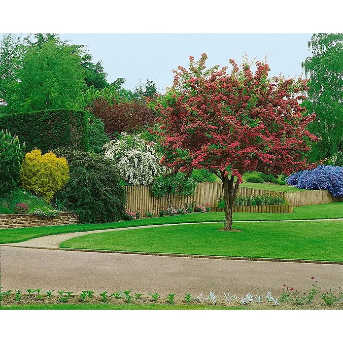 Pflanzen für dich Zierkirsche 60-100 cm - Crataegus laevigata 'Paul's Scarlet', Aktuelle Wuchshöhe: 60 cm - 100 cm, Rot - Üppiger Garten mit einem leuchtend rot blühenden Baum, grünem Rasen, gepflastertem Weg und farbenfrohen Sträuchern hinter einem Holzzaun.