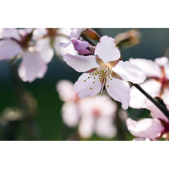 Pflanzen für dich Zierkirsche Kurilenkirsche - Prunus kurilensis 'Ruby', Aktuelle Wuchshöhe: 80 cm - 100 cm, Weiß - Zarte hellrosa Blüte mit auffälligen gelben Staubblättern, die an einem Zweig blüht.