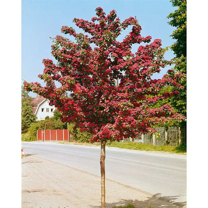 Pflanzen für dich Zierkirsche 60-100 cm - Crataegus laevigata 'Paul's Scarlet', Aktuelle Wuchshöhe: 60 cm - 100 cm, Rot - Leuchtend rot blühender Baum mit braunem Stamm neben einer asphaltierten Straße.
