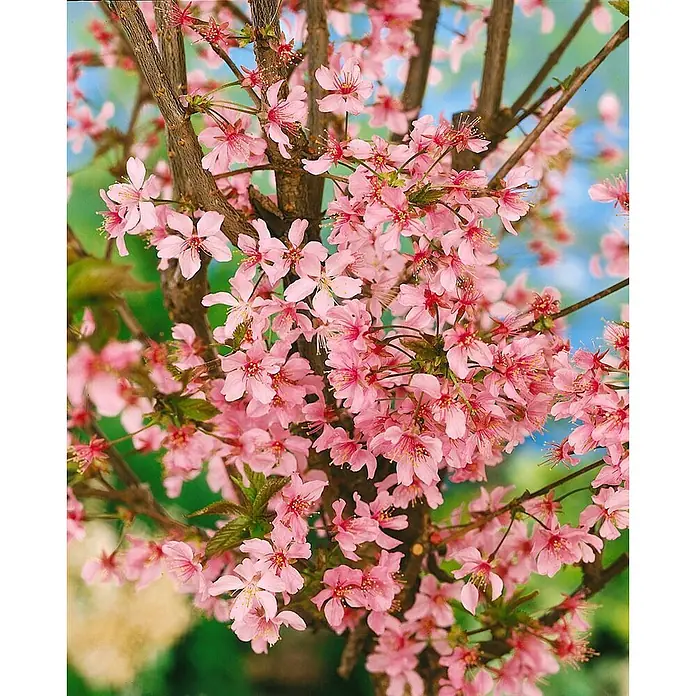 Pflanzen für dich Zierkirsche Kurilenkirsche - Prunus kurilensis 'Ruby', Aktuelle Wuchshöhe: 80 cm - 100 cm, Weiß - Dichte Ansammlungen leuchtend pinker Kirschblüten auf braunen Ästen.