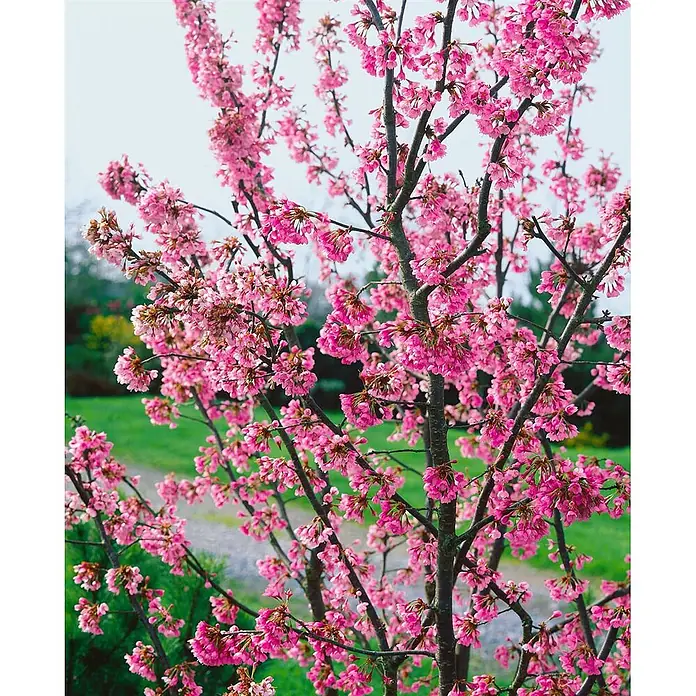 Pflanzen für dich Zierkirsche Kurilenkirsche - Prunus kurilensis 'Ruby', Aktuelle Wuchshöhe: 80 cm - 100 cm, Weiß - Blütenbaum mit leuchtend rosa Blüten und dunklen Ästen, im Garten.