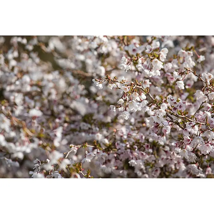 Pflanzen für dich Zierkirsche 30-40 cm - Prunus incisa 'Kojou-no-mai', Aktuelle Wuchshöhe: 30 cm - 40 cm, Weiß - Nahaufnahme weißer und hellrosa Kirschblüten, die dicht Äste bedecken, mit weichem, verschwommenem Blütenhintergrund.