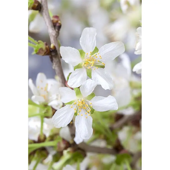 Pflanzen für dich Zierkirsche 30-40 cm - Prunus incisa 'Kojou-no-mai', Aktuelle Wuchshöhe: 30 cm - 40 cm, Weiß - Zwei weiße, fünfflügelige Blüten mit leuchtend gelben Staubblättern an einem braunen Ast.