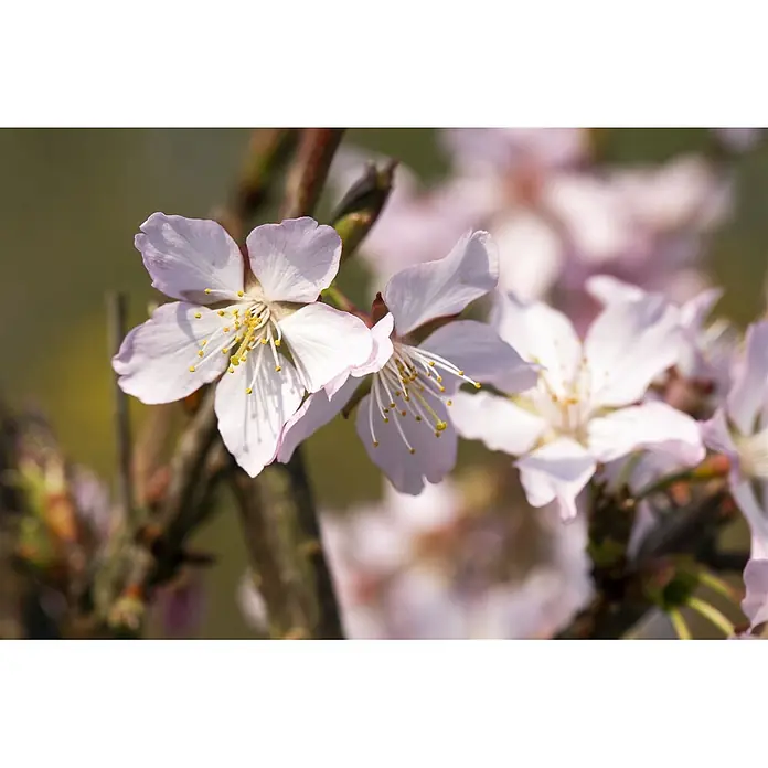 Pflanzen für dich Zierkirsche Kurilenkirsche - Prunus kurilensis 'Ruby', Aktuelle Wuchshöhe: 80 cm - 100 cm, Weiß - Nahaufnahme zartrosa Blüten mit gelben Staubgefäßen an einem braunen Zweig, mit unscharfen Blüten im Hintergrund.