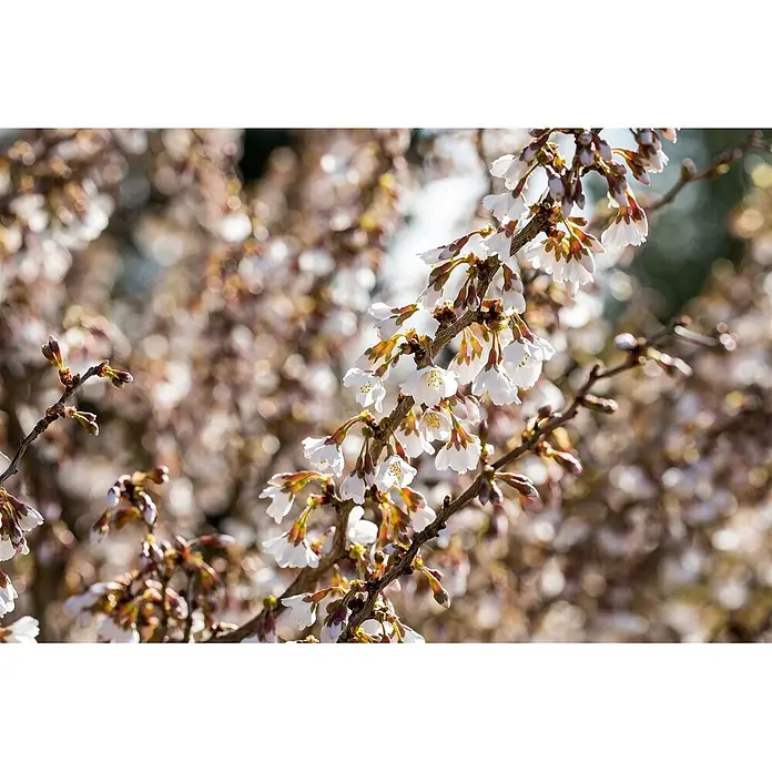 Pflanzen für dich Zierkirsche 30-40 cm - Prunus incisa 'Kojou-no-mai', Aktuelle Wuchshöhe: 30 cm - 40 cm, Weiß - Weiße Kirschblüten blühen an Ästen vor einem unscharfen Hintergrund weiterer Blüten.