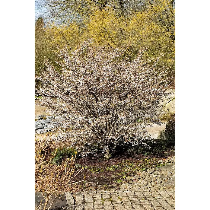 Pflanzen für dich Zierkirsche 30-40 cm - Prunus incisa 'Kojou-no-mai', Aktuelle Wuchshöhe: 30 cm - 40 cm, Weiß - Ein wunderschöner Strauch bedeckt mit kleinen weißen Blüten, umgeben von anderen gelb blühenden Bäumen und Gartenpflaster.