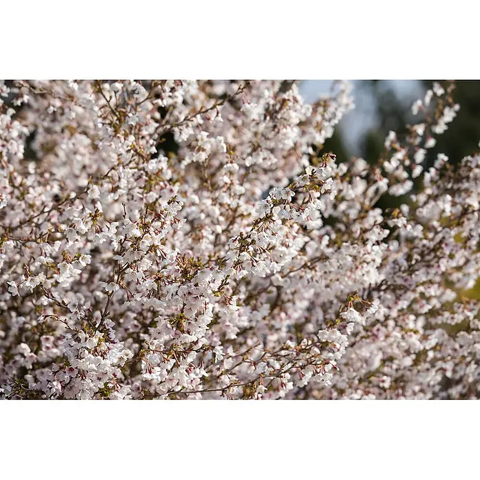 Pflanzen für dich Zierkirsche 30-40 cm - Prunus incisa 'Kojou-no-mai', Aktuelle Wuchshöhe: 30 cm - 40 cm, Weiß - Zahlreiche zarte weiße und hellrosa Kirschblüten bedecken dicht die Äste.