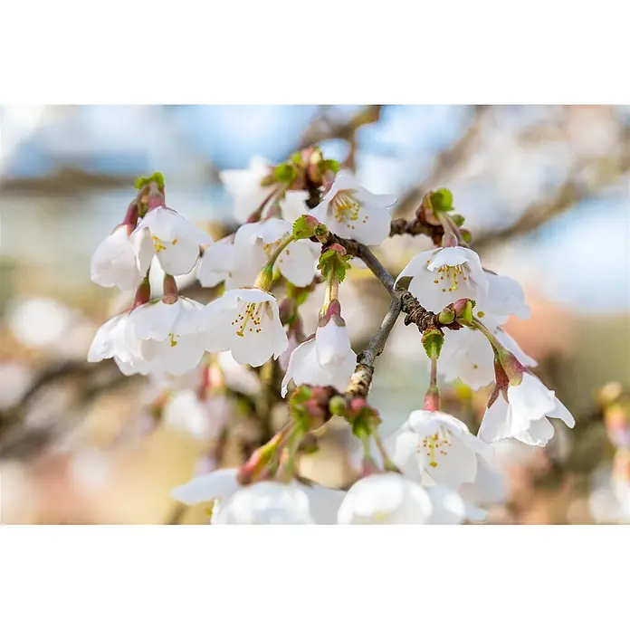 Pflanzen für dich Zierkirsche 30-40 cm - Prunus incisa 'Kojou-no-mai', Aktuelle Wuchshöhe: 30 cm - 40 cm, Weiß - Nahaufnahme zarter weißer Kirschblüten mit gelben Zentren an einem braunen Ast, vor weichem, unscharfem Hintergrund.