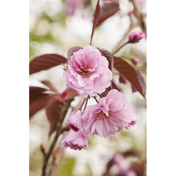 Pflanzen für dich Japanische Blütenkirsche 125-150 cm - Prunus serrulata 'Royal Burgundy', Aktuelle Wuchshöhe: 125 cm - 150 cm, Rosa - Nahaufnahme eines blühenden Zweigs mit leuchtend rosa, gefüllten Blüten und dunkelrotbraunen Blättern.