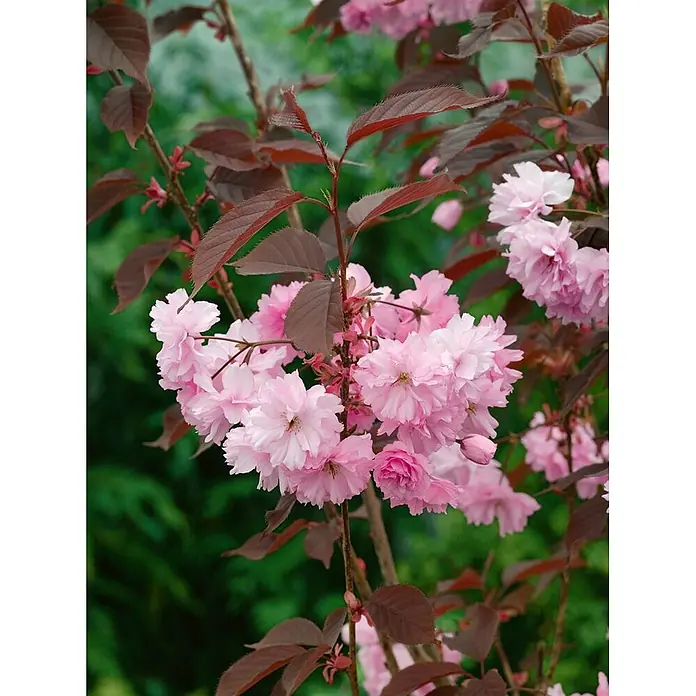 Pflanzen für dich Japanische Blütenkirsche 125-150 cm - Prunus serrulata 'Royal Burgundy', Aktuelle Wuchshöhe: 125 cm - 150 cm, Rosa - Blühender Kirschzweig mit leuchtend rosa gefüllten Blüten und markanten dunkelroten Blättern.