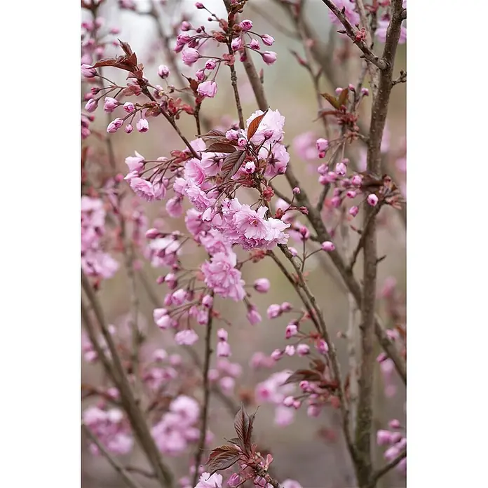 Pflanzen für dich Japanische Blütenkirsche 125-150 cm - Prunus serrulata 'Royal Burgundy', Aktuelle Wuchshöhe: 125 cm - 150 cm, Rosa - Rosa Kirschblüten und Knospen an braunen Ästen mit rötlichen Blättern.