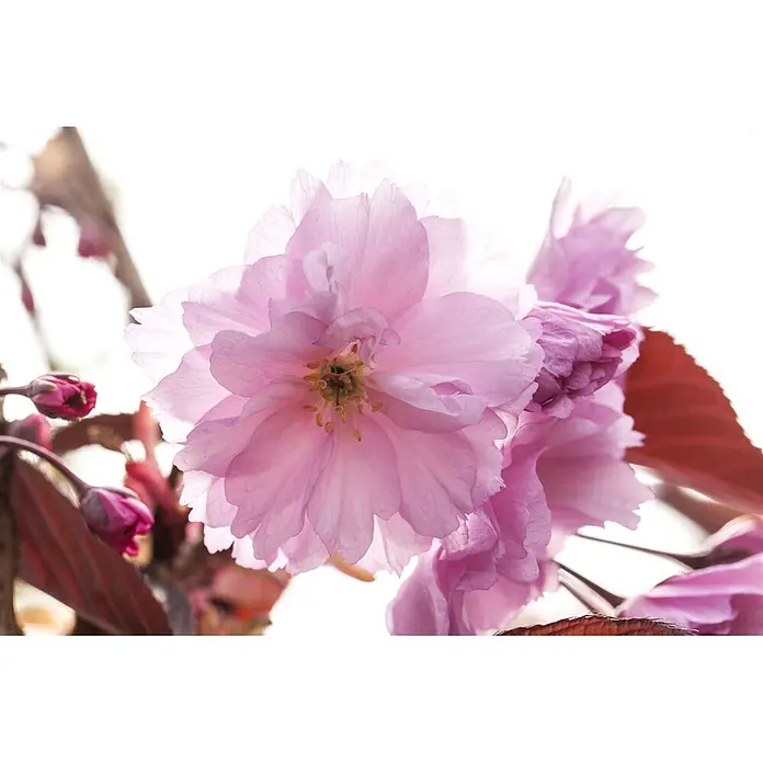 Pflanzen für dich Japanische Blütenkirsche 125-150 cm - Prunus serrulata 'Royal Burgundy', Aktuelle Wuchshöhe: 125 cm - 150 cm, Rosa - Zarte rosa Blüten mit durchscheinenden Blütenblättern, sichtbaren Staubgefäßen und geschlossenen Knospen.