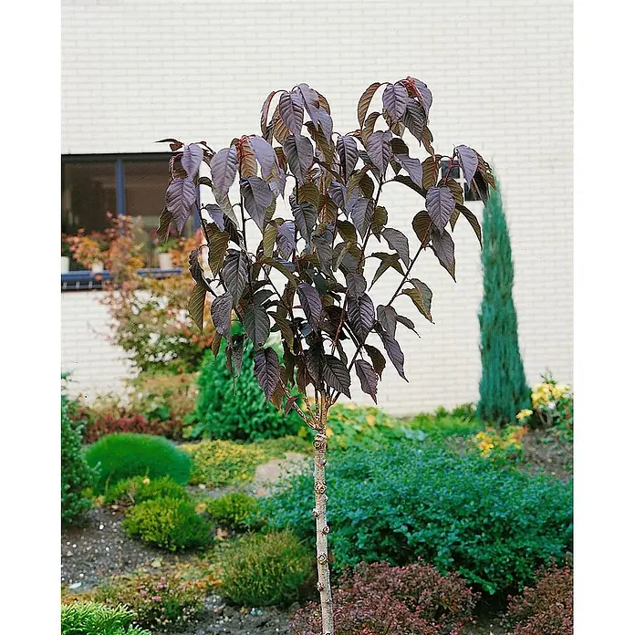 Pflanzen für dich Japanische Blütenkirsche 125-150 cm - Prunus serrulata 'Royal Burgundy', Aktuelle Wuchshöhe: 125 cm - 150 cm, Rosa - Kleiner Baum mit dunkelvioletten Blättern und hellem Stamm, in einem angelegten Garten gepflanzt.