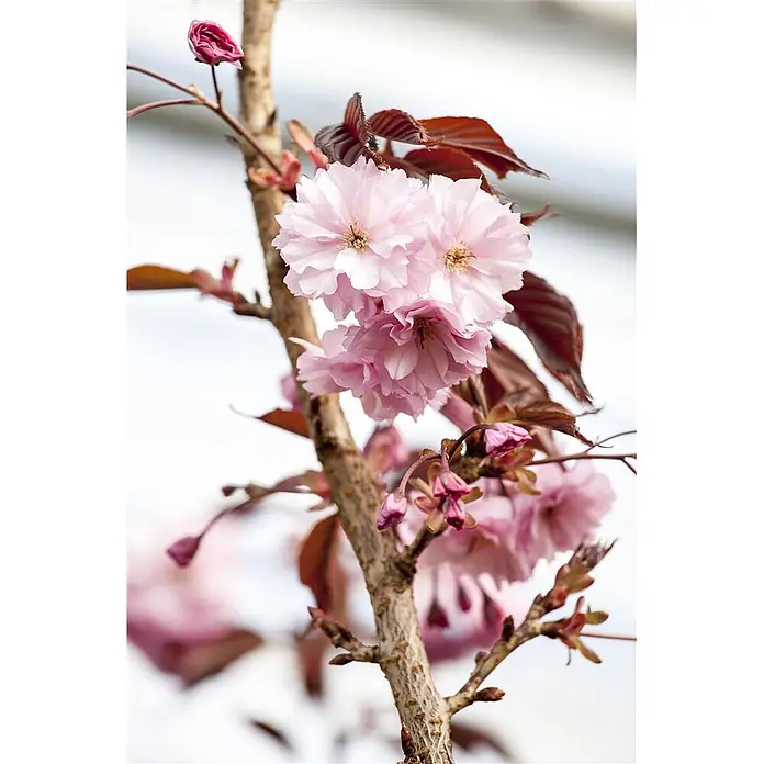 Pflanzen für dich Japanische Blütenkirsche 125-150 cm - Prunus serrulata 'Royal Burgundy', Aktuelle Wuchshöhe: 125 cm - 150 cm, Rosa - Helle rosa, gerüschte Kirschblüten und Knospen an einem braunen Ast mit rötlichen Blättern.