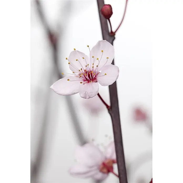 Pflanzen für dich Zierkirsche 60-100 cm - Prunus cerasifera 'Nigra', Aktuelle Wuchshöhe: 60 cm - 100 cm, Rosa - Hellrosa Kirschblüte auf einem dunkelbraunen Zweig mit einer kleinen roten Knospe.