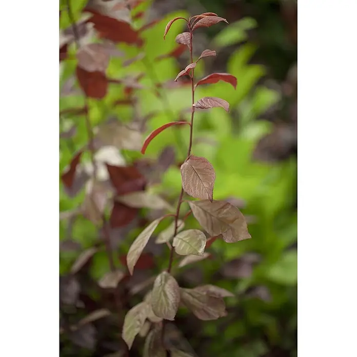 Pflanzen für dich Zierkirsche 60-100 cm - Prunus cerasifera 'Nigra', Aktuelle Wuchshöhe: 60 cm - 100 cm, Rosa - Junger Pflanzentrieb mit rotbraunen Blättern, teils mit grünen Nuancen.