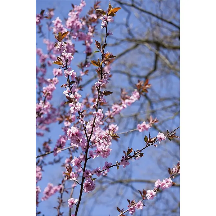 Pflanzen für dich Zierkirsche 60-100 cm - Prunus cerasifera 'Nigra', Aktuelle Wuchshöhe: 60 cm - 100 cm, Rosa - Rosa Blüten und neue bronzefarbene Blätter an Ästen vor blauem Himmel, ein Zeichen des Frühlings.