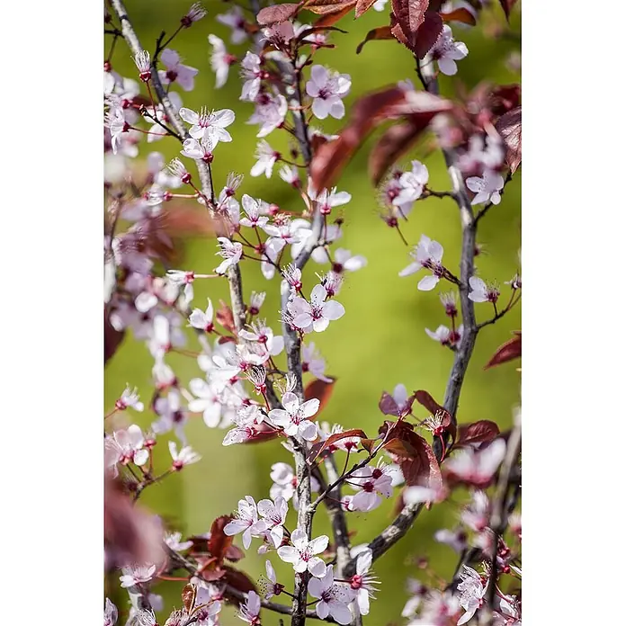Pflanzen für dich Zierkirsche 60-100 cm - Prunus cerasifera 'Nigra', Aktuelle Wuchshöhe: 60 cm - 100 cm, Rosa - Zarte rosa-weiße Blüten auf dunklen Ästen mit einigen rotbraunen Blättern.
