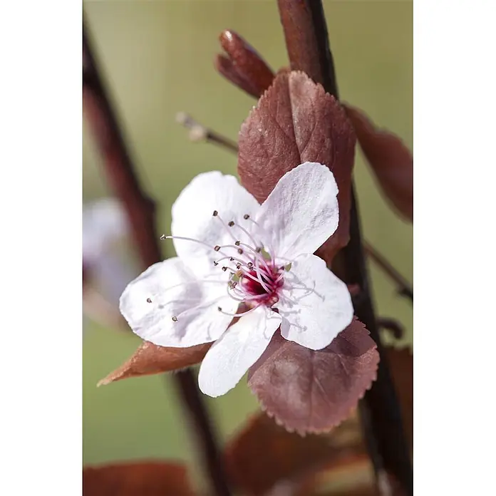 Pflanzen für dich Zierkirsche 60-100 cm - Prunus cerasifera 'Nigra', Aktuelle Wuchshöhe: 60 cm - 100 cm, Rosa - Eine weiße Blüte mit leuchtend pink-lila Mitte, detaillierten Staubblättern und dunkelroten Blättern.