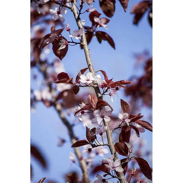 Pflanzen für dich Zierkirsche 60-100 cm - Prunus cerasifera 'Nigra', Aktuelle Wuchshöhe: 60 cm - 100 cm, Rosa - Äste eines Baumes mit zarten rosa-weißen Blüten und dunkelroten Blättern vor hellblauem Himmel.