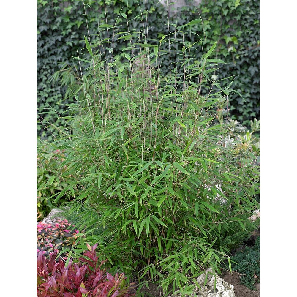 Pflanzen fr dich Fargesia 40-60 cm online kaufen bei BAUHAUS