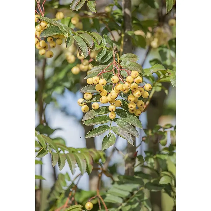 Pflanzen für dich Zierkirsche 100-125 cm - Sorbus aucuparia 'Joseph Rock', Aktuelle Wuchshöhe: 100 cm - 125 cm, Weiß - Gelbe Beeren an einem Ast mit grünen Blättern.