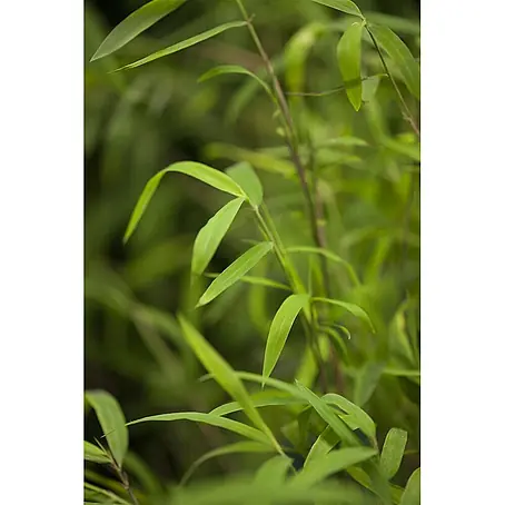Pflanzen für dich  Fargesia 40-60 cm