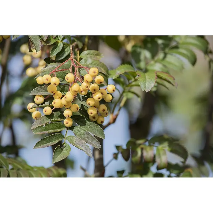 Pflanzen für dich Zierkirsche 100-125 cm - Sorbus aucuparia 'Joseph Rock', Aktuelle Wuchshöhe: 100 cm - 125 cm, Weiß - Eine Ansammlung leuchtend gelber Beeren an einem Zweig mit grünen Blättern vor weichem, unscharfem Hintergrund.