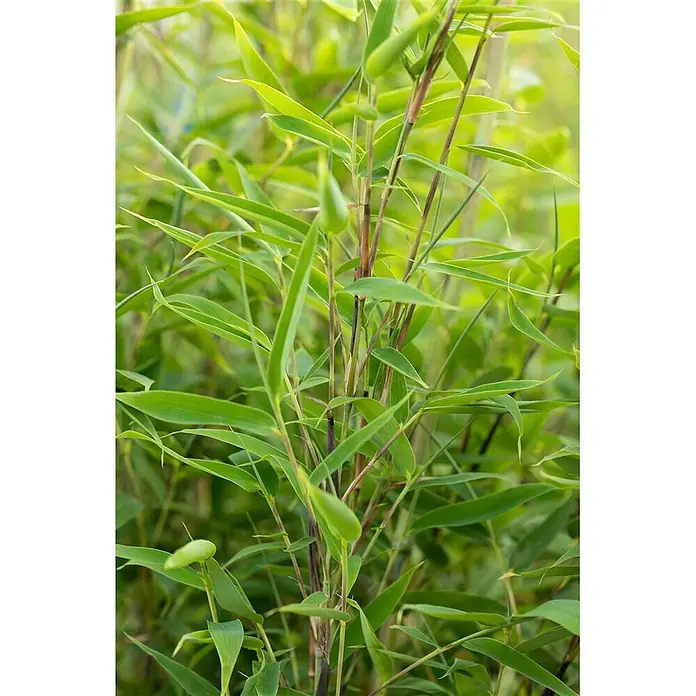 Pflanzen für dich Fargesia 125-150 - Fargesia 'Maasai', Aktuelle Wuchshöhe: 125 cm - 150 cm - Üppige grüne Bambuspflanzen mit schlanken, dunklen Stielen.