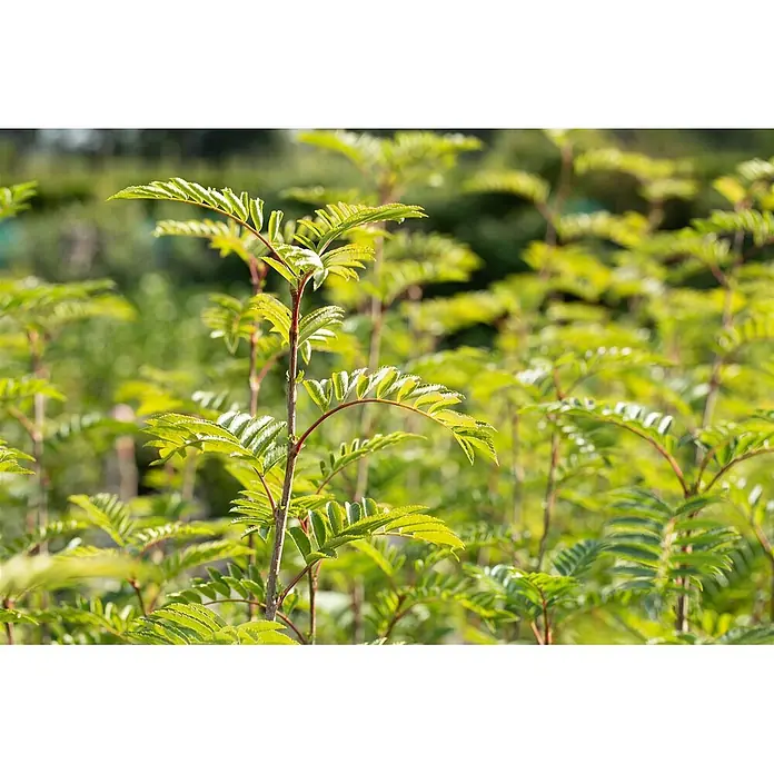 Pflanzen für dich Zierkirsche 100-125 cm - Sorbus aucuparia 'Joseph Rock', Aktuelle Wuchshöhe: 100 cm - 125 cm, Weiß - Junge grüne Pflanzen mit hellgrünen Blättern und rötlichen Stängeln auf einem Feld.