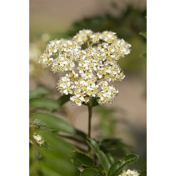 Pflanzen für dich Zierkirsche 100-125 cm - Sorbus aucuparia 'Joseph Rock', Aktuelle Wuchshöhe: 100 cm - 125 cm, Weiß - Büschel kleiner weißer Blüten mit gelb-gespitzten Staubblättern, grünen Blättern und einem winzigen dunklen Insekt.