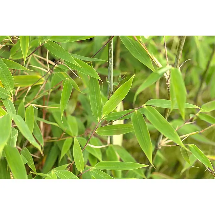 Pflanzen für dich Fargesia 125-150 - Fargesia 'Maasai', Aktuelle Wuchshöhe: 125 cm - 150 cm - Nahaufnahme von leuchtend grünen Bambusblättern und Stängeln.