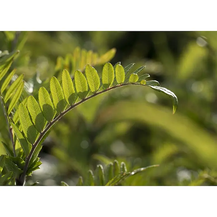 Pflanzen für dich Zierkirsche 100-125 cm - Sorbus aucuparia 'Joseph Rock', Aktuelle Wuchshöhe: 100 cm - 125 cm, Weiß - Lebendig grüne Blätter an einem Stiel, von hinten beleuchtet, zeigen zarte Adernmuster.