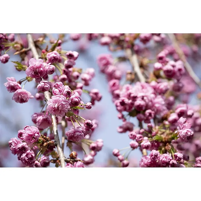 Pflanzen für dich Zierkirsche 60-100 cm - Prunus serrulata 'Kiku-shidare-zakura', Aktuelle Wuchshöhe: 60 cm - 100 cm, Rosa - Nahaufnahme von leuchtend rosa Kirschblüten an Ästen vor einem hellblauen Himmel.