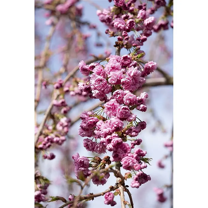 Pflanzen für dich Zierkirsche 60-100 cm - Prunus serrulata 'Kiku-shidare-zakura', Aktuelle Wuchshöhe: 60 cm - 100 cm, Rosa - Leuchtend rosa Kirschblüten dicht an einem Ast.