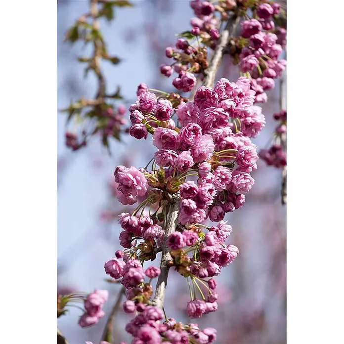 Pflanzen für dich Zierkirsche 60-100 cm - Prunus serrulata 'Kiku-shidare-zakura', Aktuelle Wuchshöhe: 60 cm - 100 cm, Rosa - Lebhaft pinke, dicht gebündelte Blüten blühen an einem schlanken Baumast.