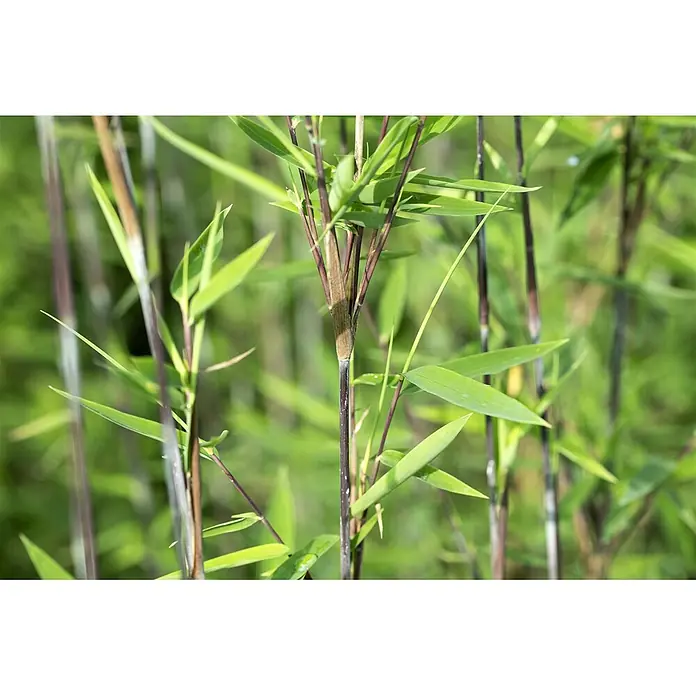 Pflanzen für dich Fargesia 100-125 cm - Fargesia nitida 'Black Pearl', Aktuelle Wuchshöhe: 100 cm - 125 cm - Schwarze Bambusstämme mit grünen Blättern.