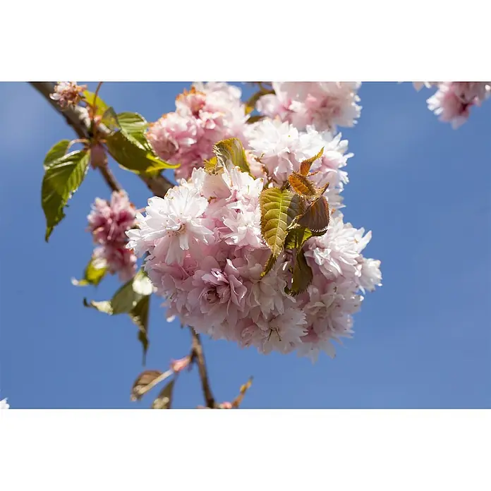 Pflanzen für dich Zierkirsche 60-100 cm - Prunus serrulata 'Kiku-shidare-zakura', Aktuelle Wuchshöhe: 60 cm - 100 cm, Rosa - Hellrosa, flauschige Kirschblüten und junge grüne Blätter an Ästen vor einem klaren blauen Himmel.