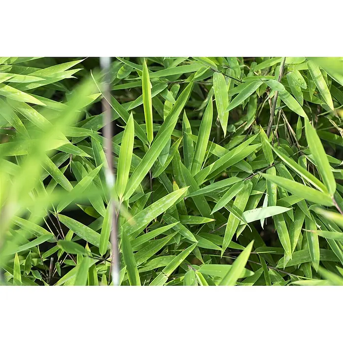Pflanzen für dich Fargesia 100-125 cm - Fargesia nitida 'Black Pearl', Aktuelle Wuchshöhe: 100 cm - 125 cm - Nahaufnahme von üppig grünen Bambusblättern.