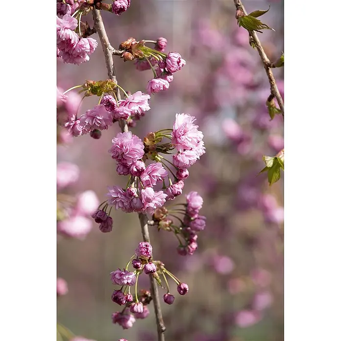 Pflanzen für dich Zierkirsche 60-100 cm - Prunus serrulata 'Kiku-shidare-zakura', Aktuelle Wuchshöhe: 60 cm - 100 cm, Rosa - Nahaufnahme leuchtend pinkfarbener Kirschblüten, die von einem braunen Ast herabhängen.