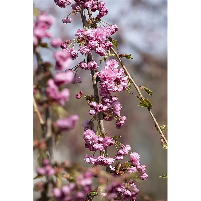 Pflanzen für dich Zierkirsche 60-100 cm - Prunus serrulata 'Kiku-shidare-zakura', Aktuelle Wuchshöhe: 60 cm - 100 cm, Rosa - Nahaufnahme leuchtend pinker Kirschblüten, dicht gedrängt an einem Ast.