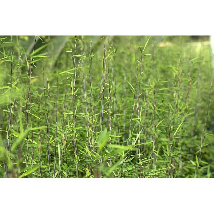 Pflanzen für dich Fargesia 100-125 cm - Fargesia nitida 'Black Pearl', Aktuelle Wuchshöhe: 100 cm - 125 cm - Üppige grüne Bambuspflanzen mit schlanken, dunklen Halmen, dicht wachsend auf einem Feld.