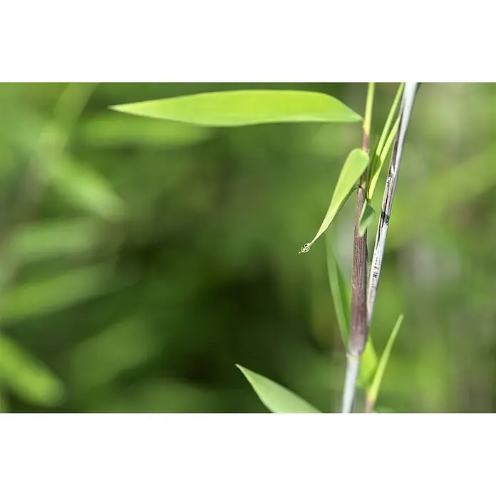 Pflanzen für dich Fargesia 100-125 cm - Fargesia nitida 'Black Pearl', Aktuelle Wuchshöhe: 100 cm - 125 cm - Nahaufnahme von leuchtend grünen Bambusblättern und -stielen mit einem einzelnen glitzernden Wassertropfen an einem Blatt.