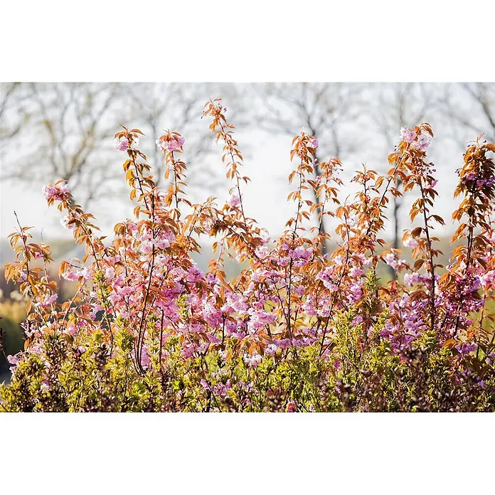 Pflanzen für dich Zierkirsche 60-80 cm - Prunus serrulata 'Kanzan', Aktuelle Wuchshöhe: 60 cm - 80 cm, Rosa - Büsche mit leuchtend rosa Blüten und kupferorangefarbenen Blättern. Grünes und braunes Laub vor hellem Hintergrund.