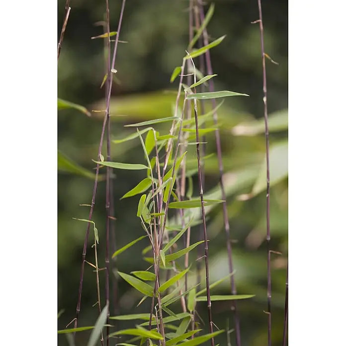 Pflanzen für dich Fargesia 40-60 cm - Fargesia 'Jiuzhaigou 1', Aktuelle Wuchshöhe: 40 cm - 60 cm - Dunkle, violette Bambusstämme mit leuchtend grünen Blättern.