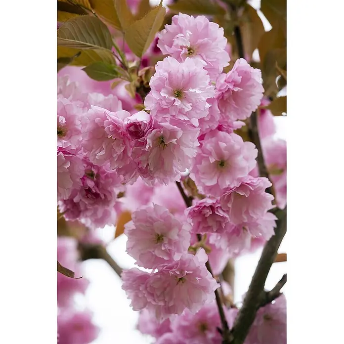 Pflanzen für dich Zierkirsche 60-80 cm - Prunus serrulata 'Kanzan', Aktuelle Wuchshöhe: 60 cm - 80 cm, Rosa - Nahaufnahme von flauschigen rosa Kirschblüten mit hellgrünen Zentren an einem Ast.