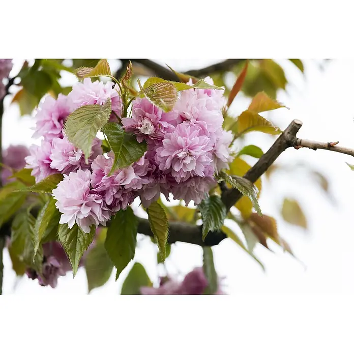 Pflanzen für dich Zierkirsche 60-80 cm - Prunus serrulata 'Kanzan', Aktuelle Wuchshöhe: 60 cm - 80 cm, Rosa - Dichte Büschel flauschiger rosa Kirschblüten mit grünen Blättern an einem braunen Ast.